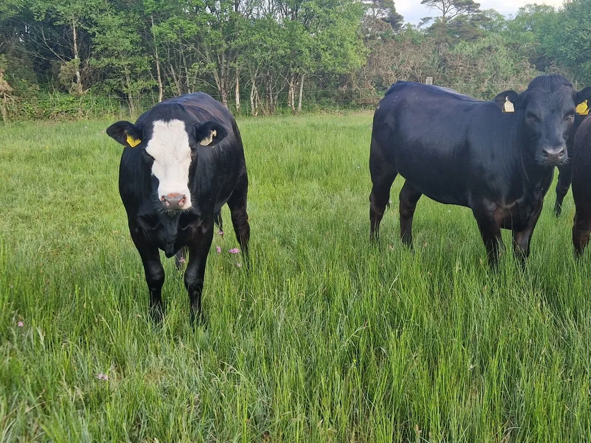 4 Breeding heifers. - Image 4