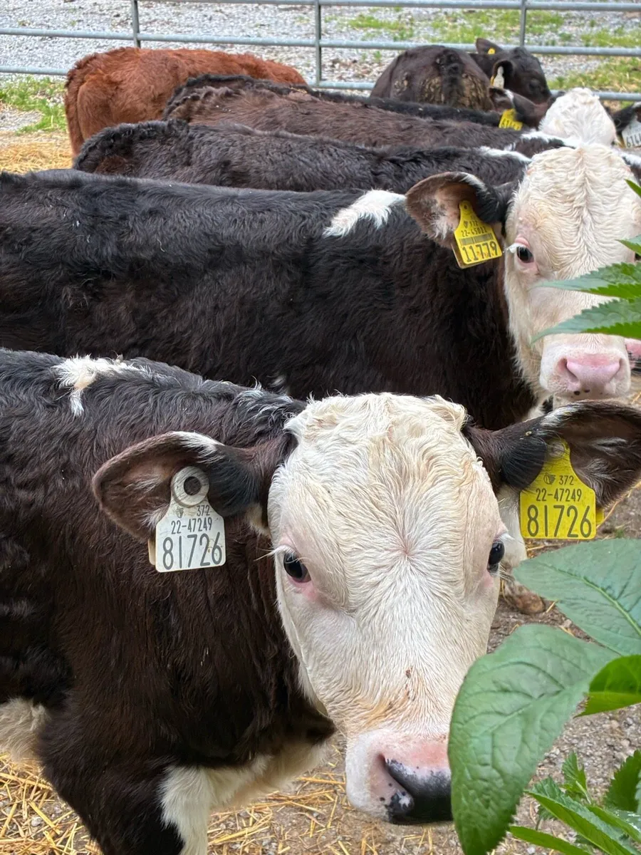 TOP QUALITY REARED BULL CALVES 3MONTHS OLD - Image 1