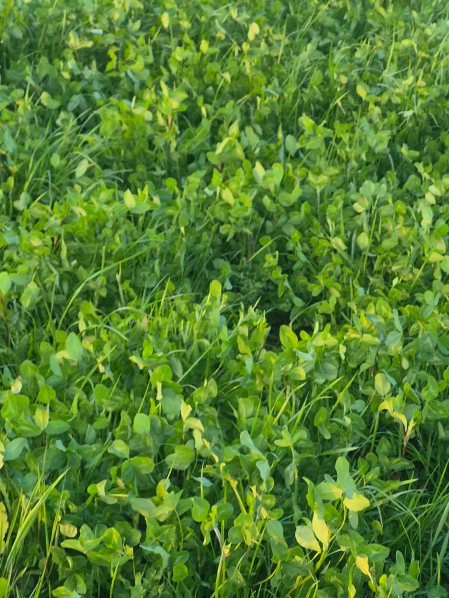 Red clover meadow organic - Image 1