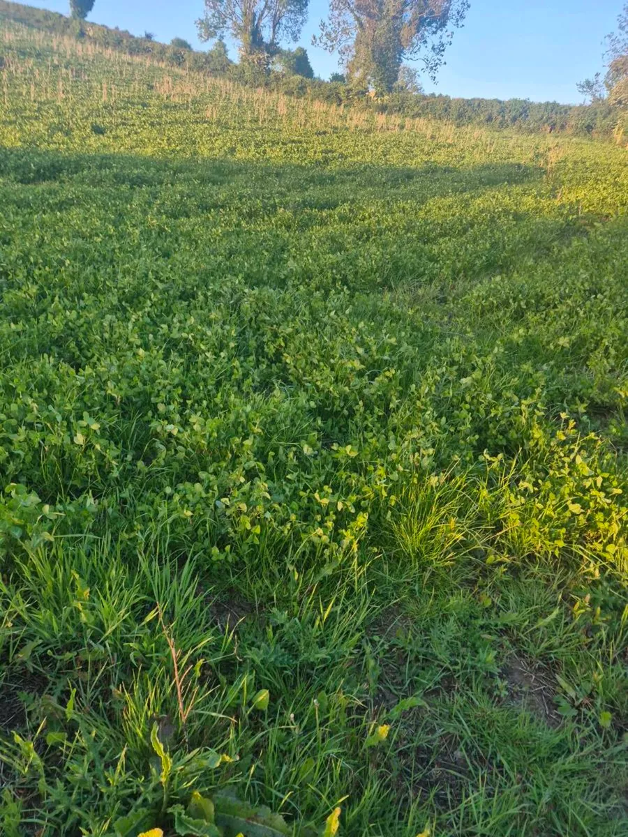 Red clover meadow organic - Image 2