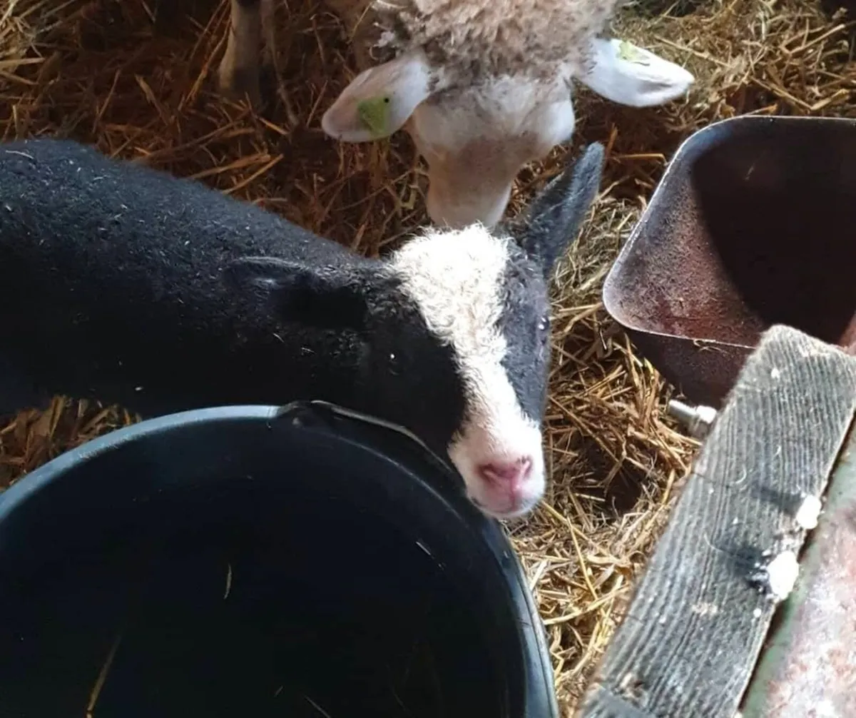 Zwartable ewe lambs - Image 1