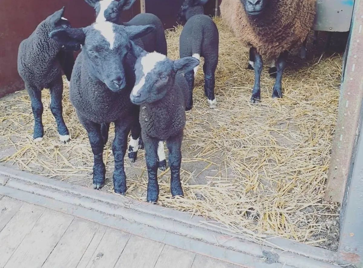 Zwartable ewe lambs - Image 2
