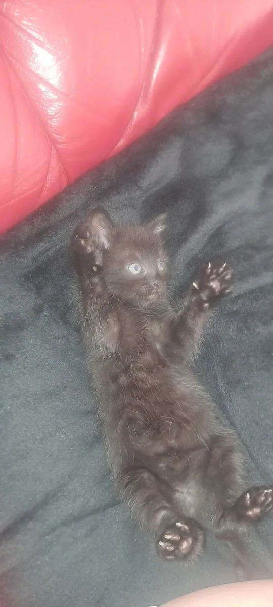 Kittens for sale €100 per kitten - Image 1