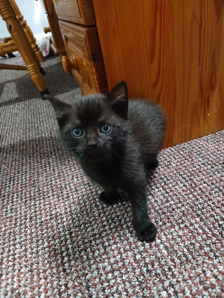 Kittens for sale €100 per kitten - Image 2