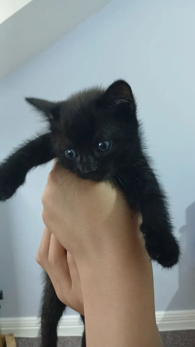 Kittens for sale €100 per kitten - Image 4