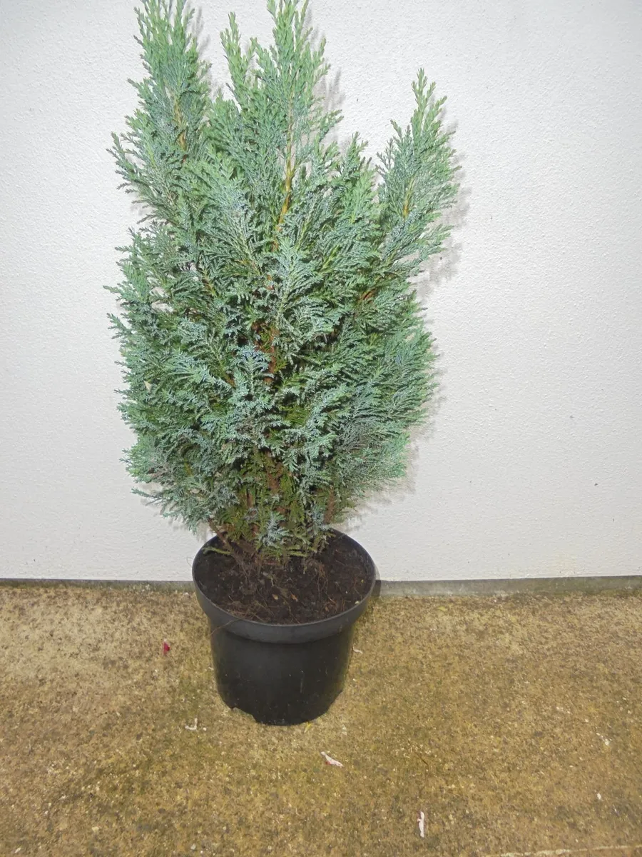Outdoor plant