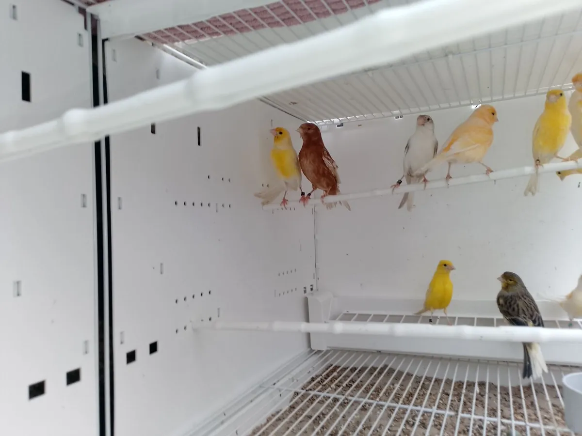 Canary's - Image 3