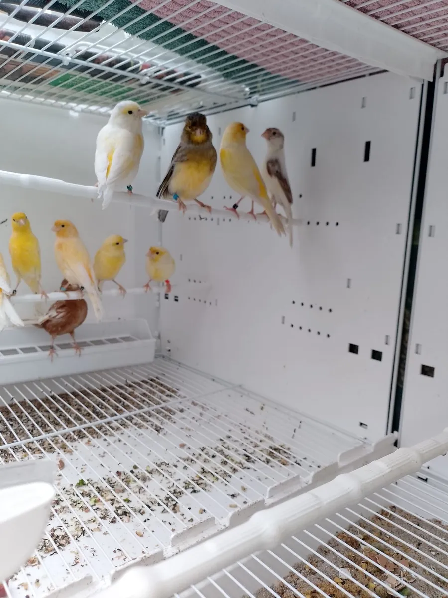 Canary's - Image 2
