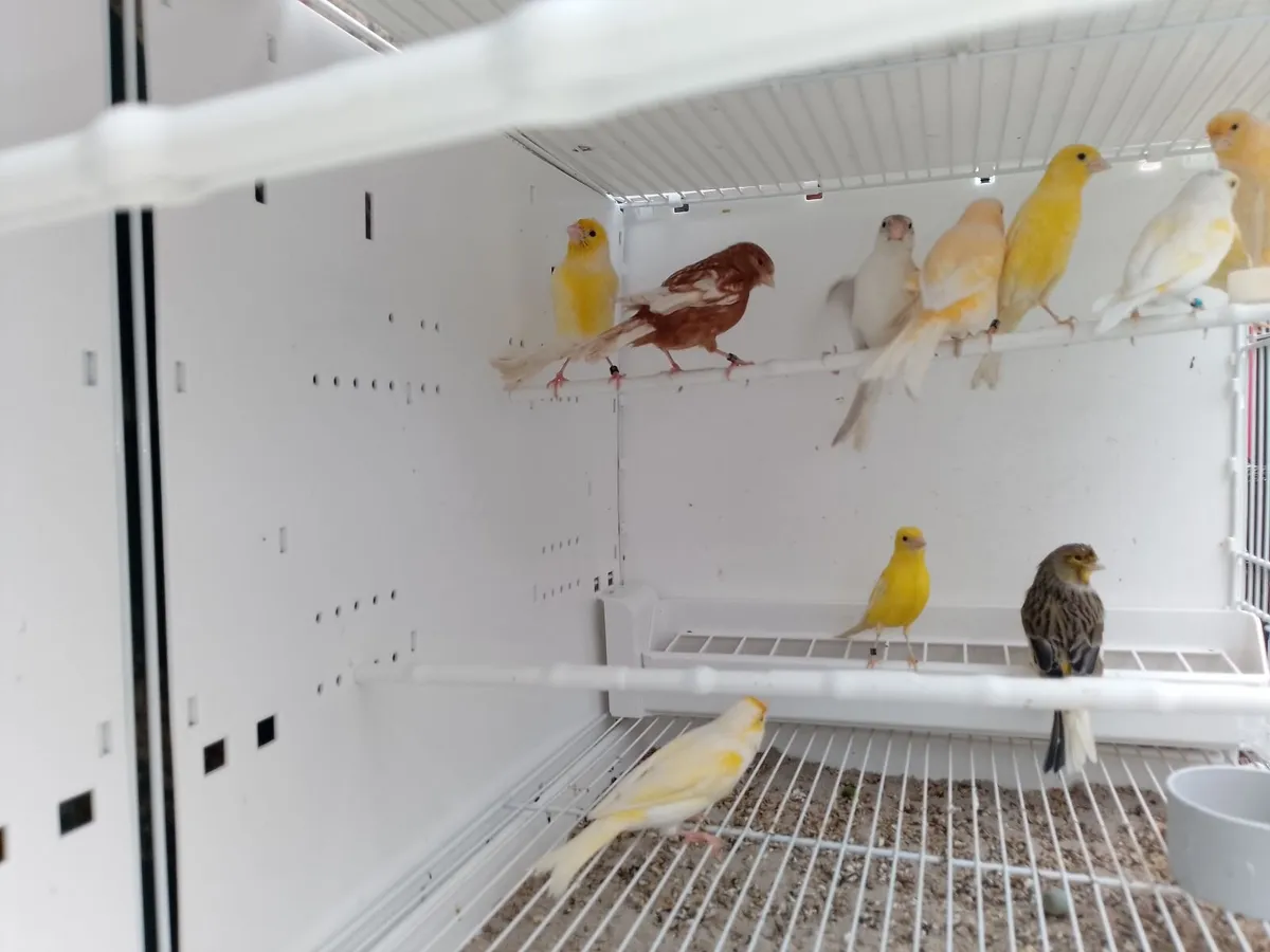 Canary's - Image 4