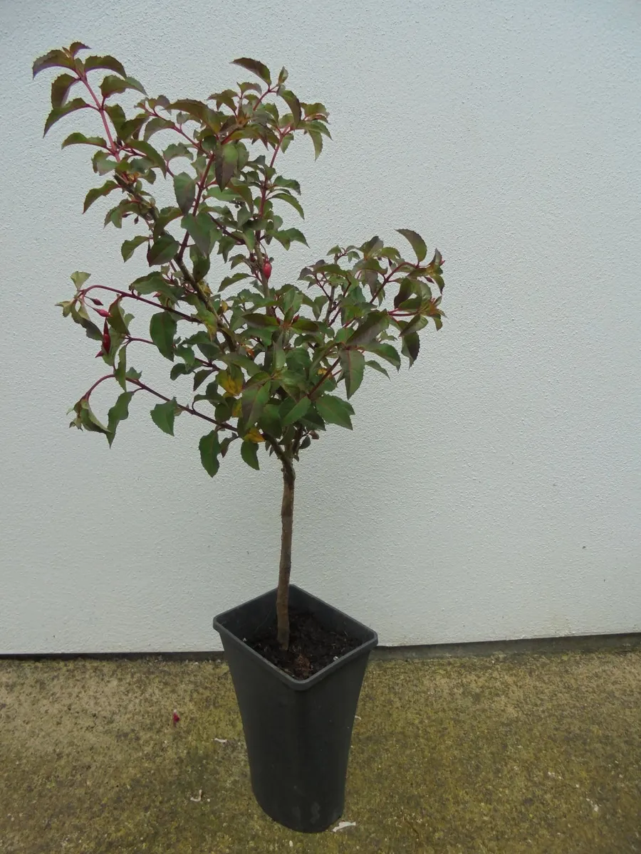 Fuchsia on stem - Image 1