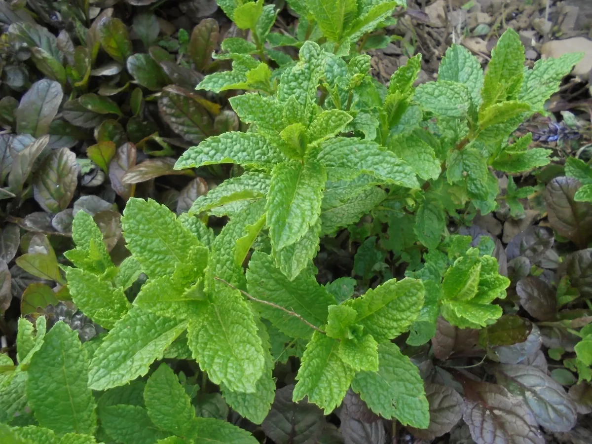 Mint plant