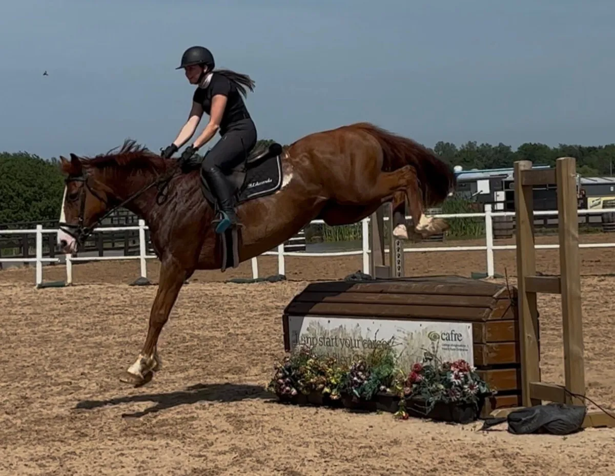 Barnagore Lola 15.3hh 11yo mare - Image 1