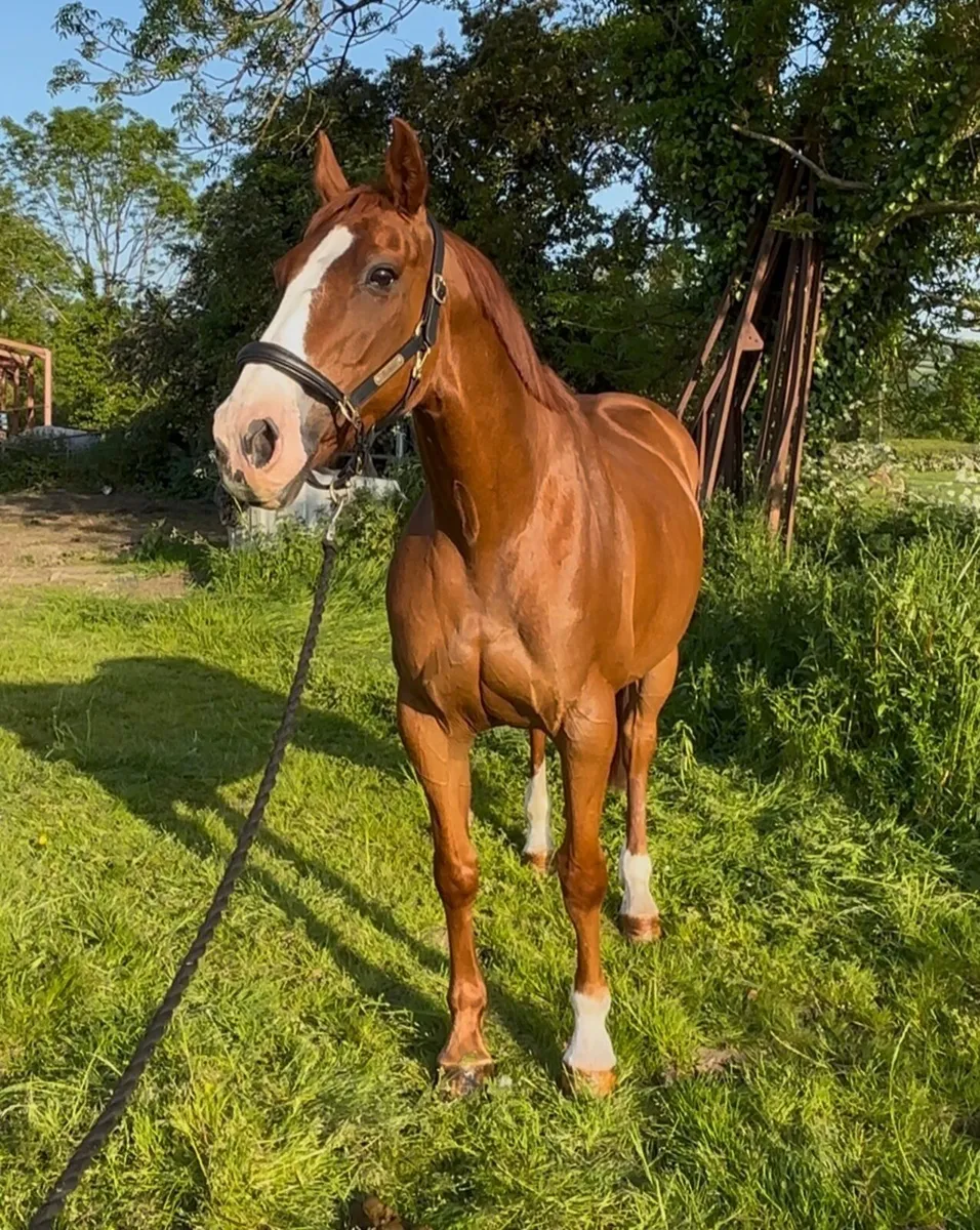 Barnagore Lola 15.3hh 11yo mare - Image 3