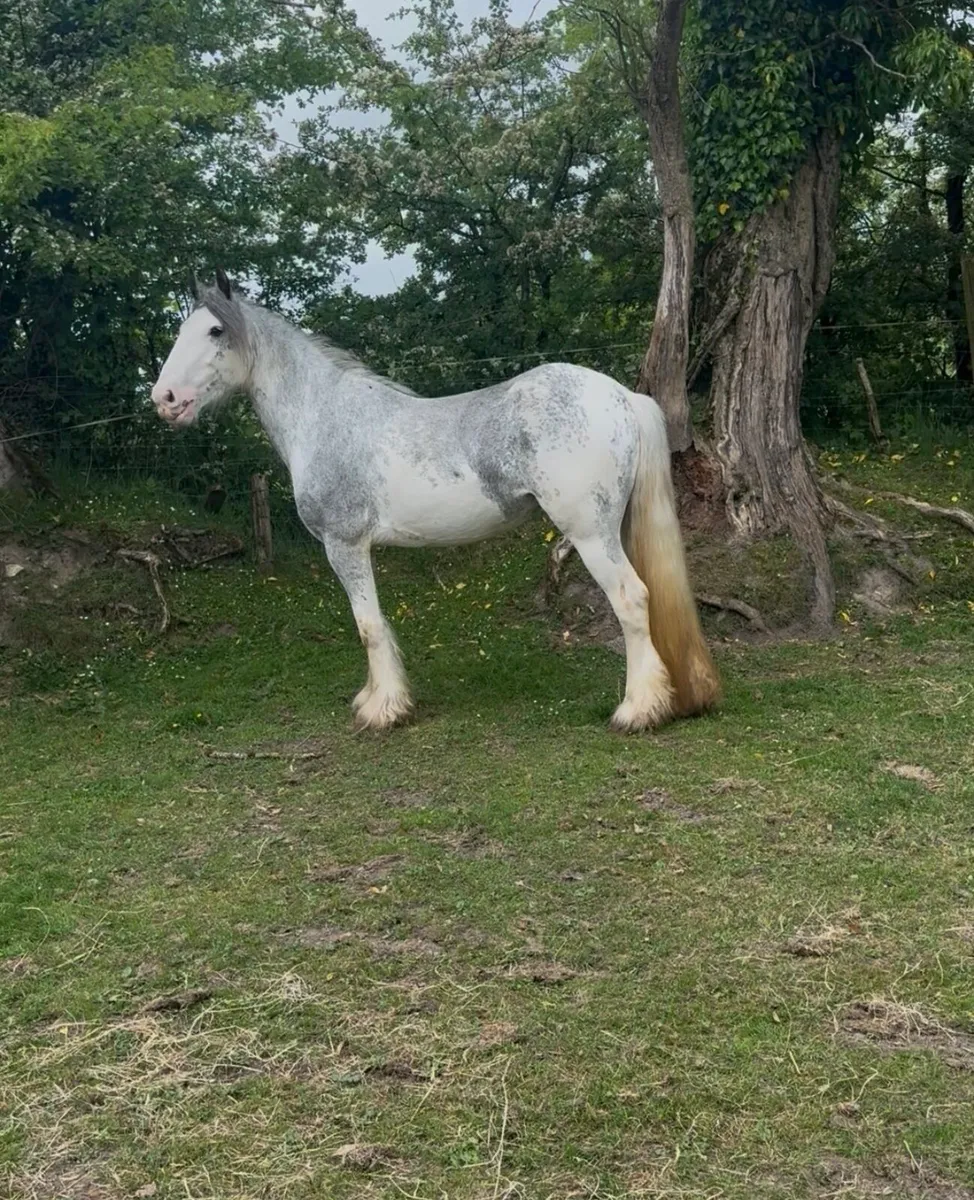 Blue Blagdon Mare - Image 2