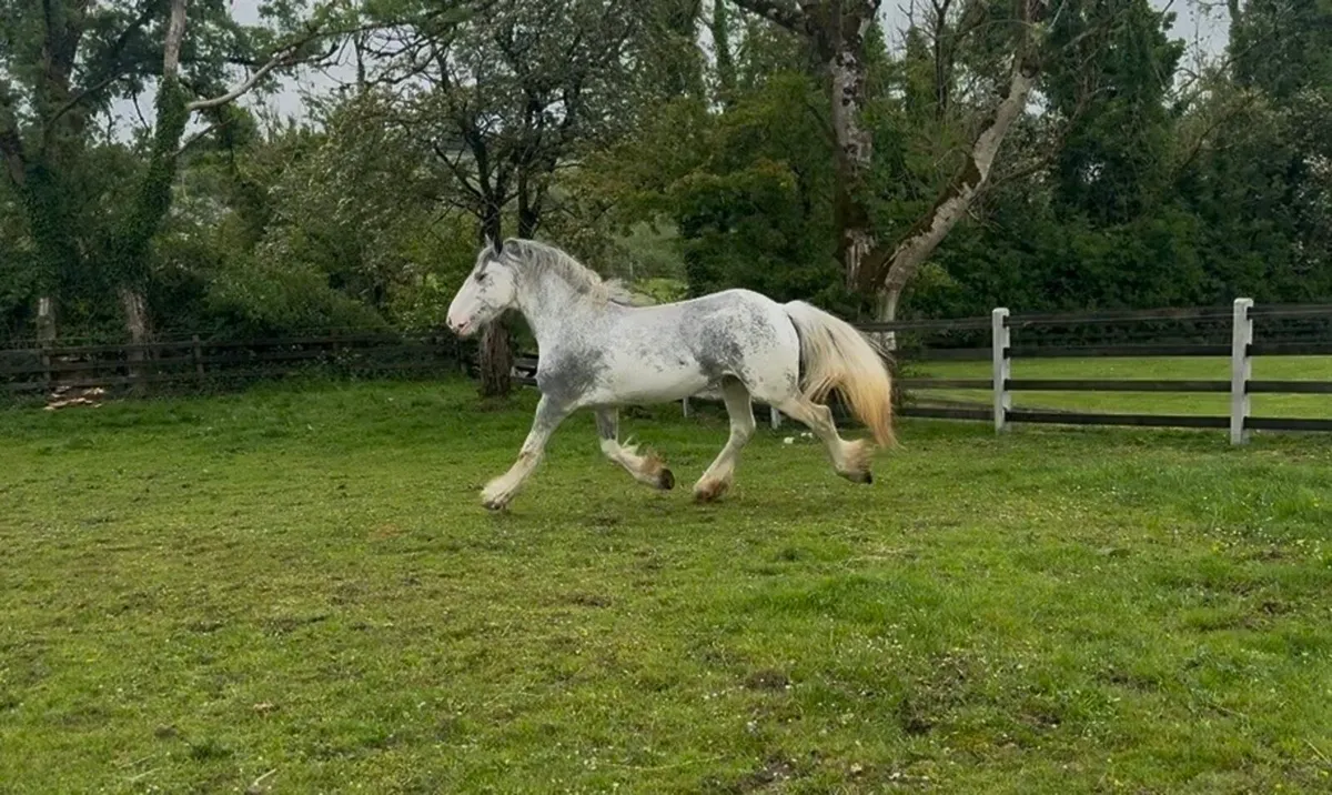 Blue Blagdon Mare - Image 4