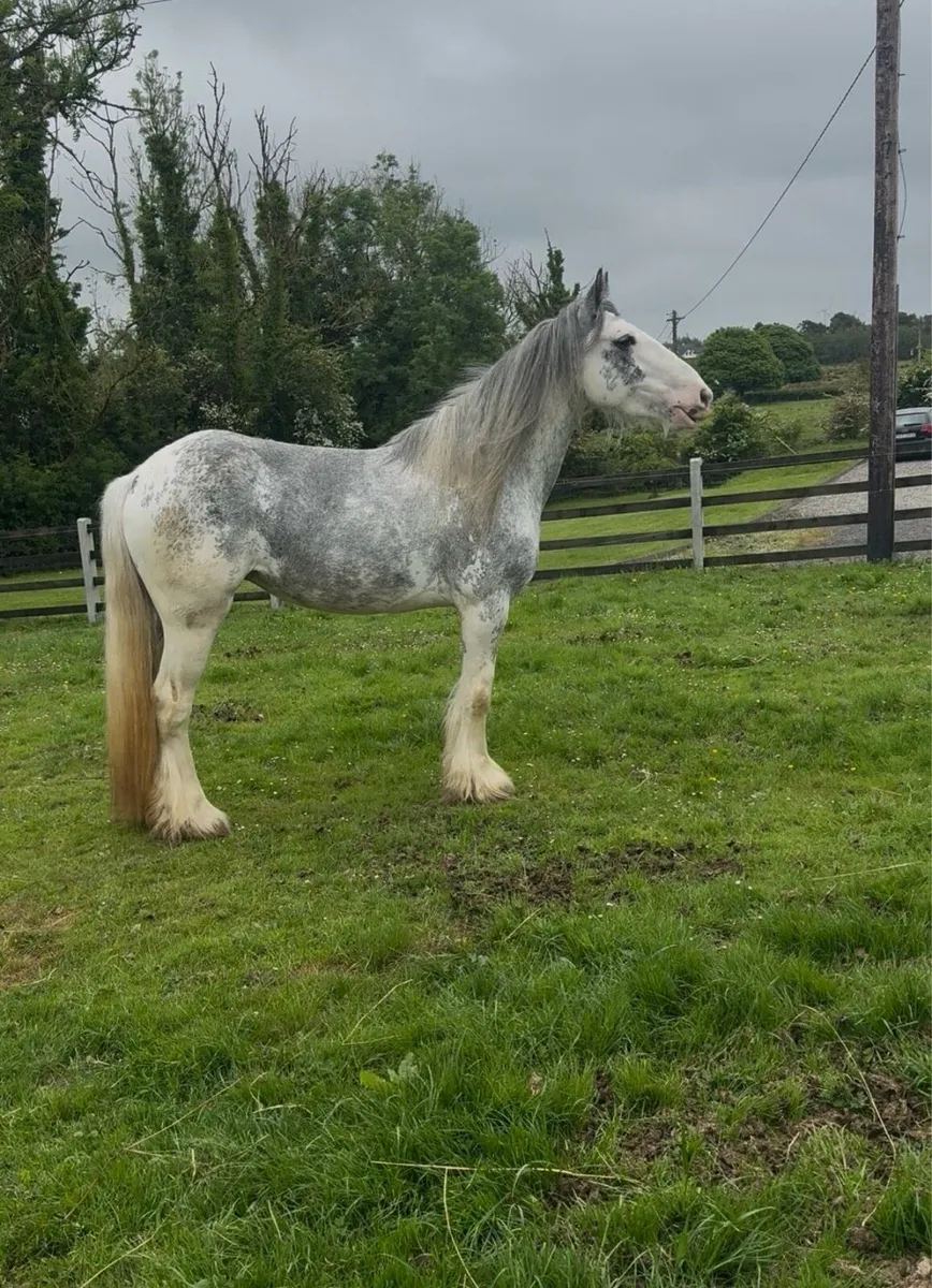 Blue Blagdon Mare - Image 3