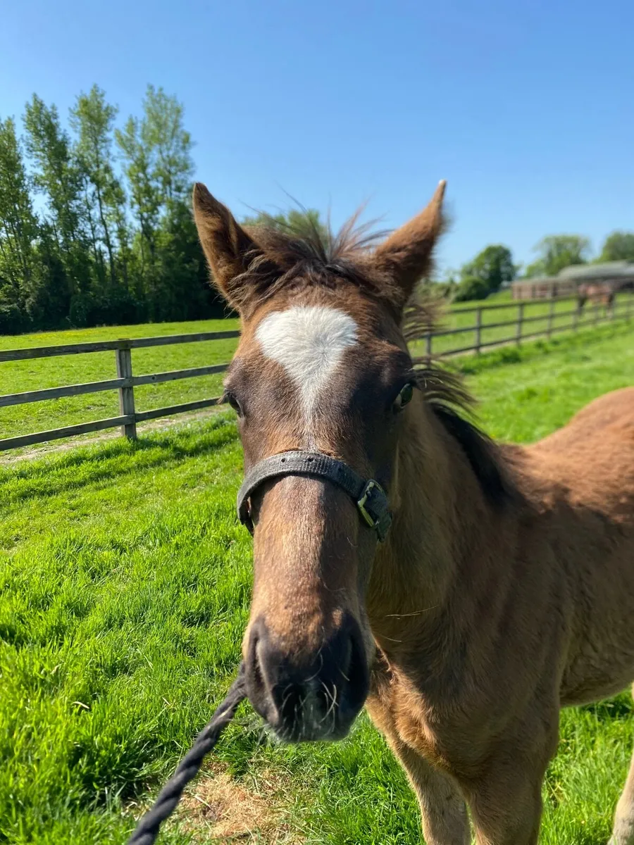 Thoroughbred colt foal - Image 1