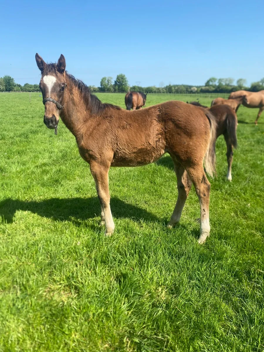 Thoroughbred colt foal - Image 2