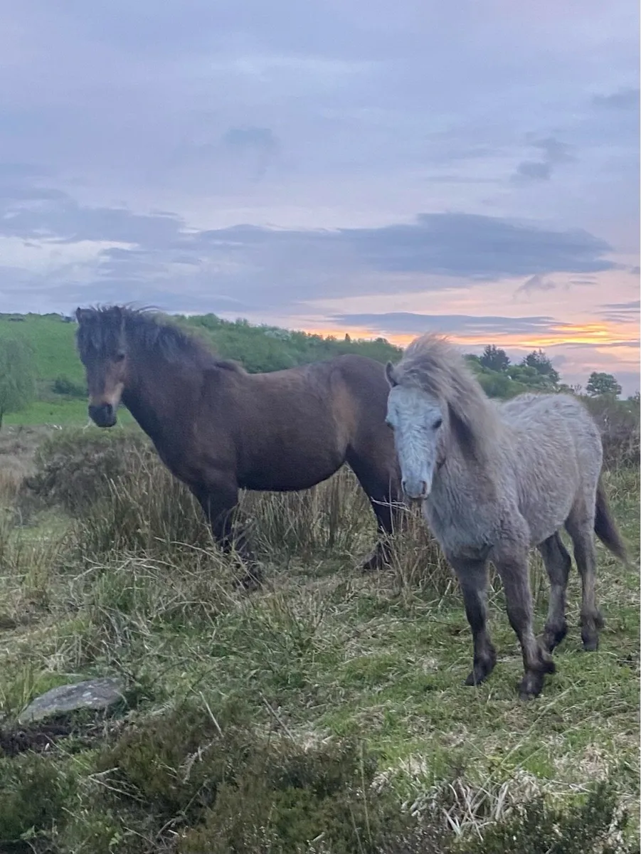 Kerry bog pony colt - Image 1