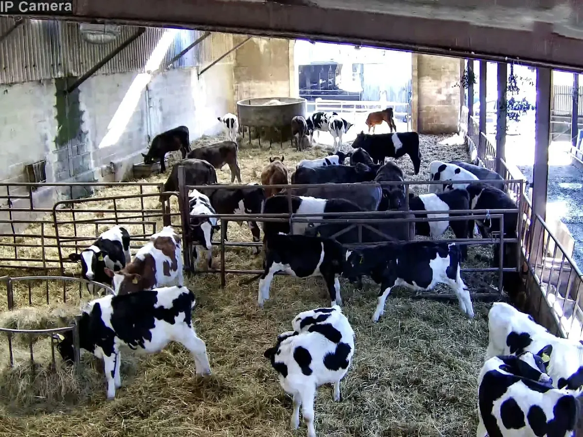 CCTV for Calving Season - Image 3