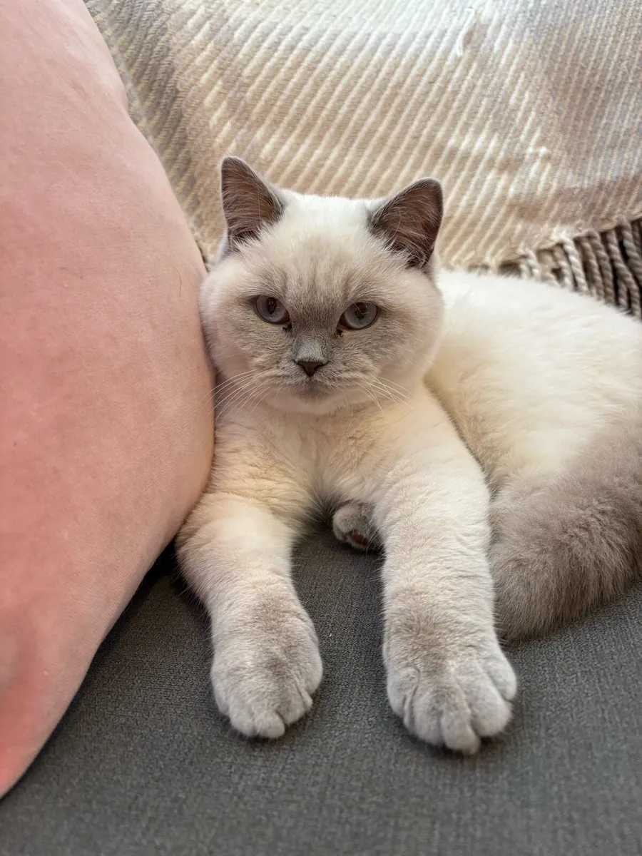 Kitten 6 month old - Image 1