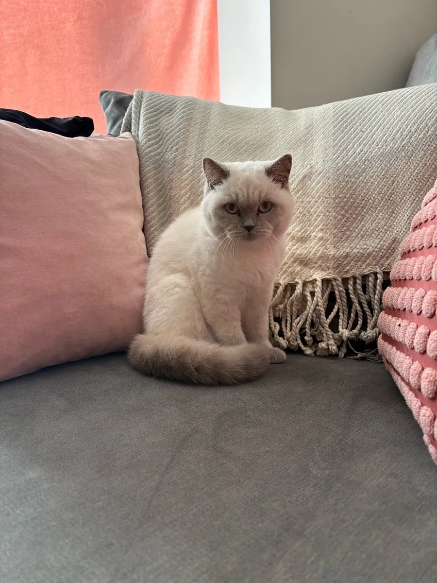 Kitten 6 month old - Image 4