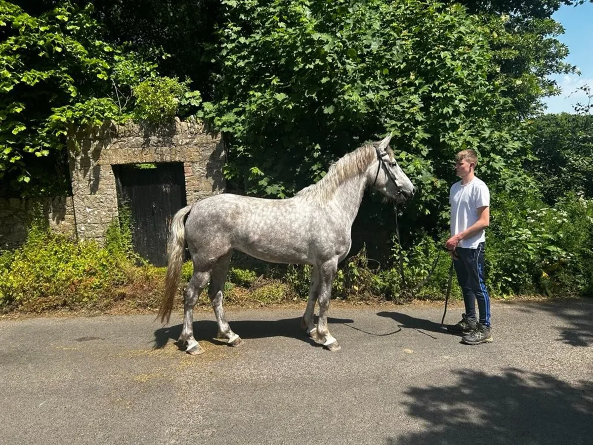 Class 1 Irish Draught Filly - Image 1