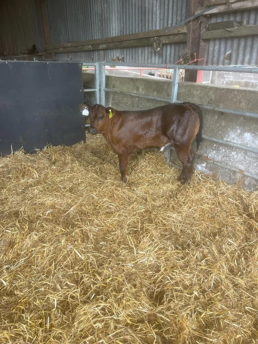 Calf - Image 4