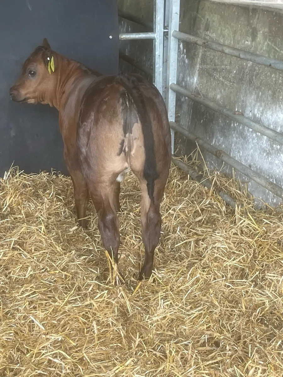 Calf - Image 3