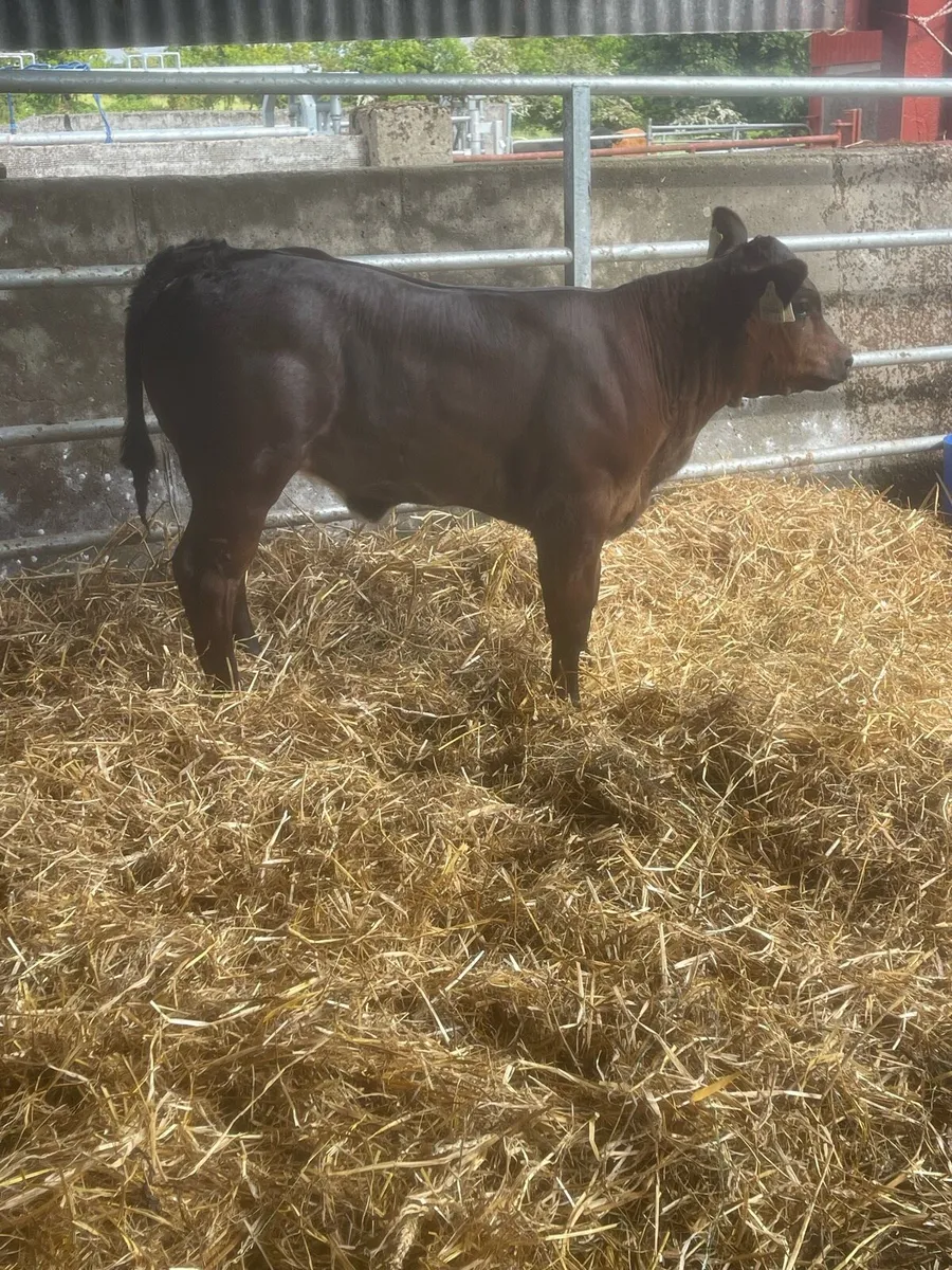 Calf - Image 2