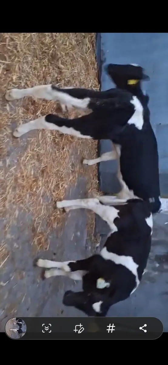 3  super Friesian heifer  calves - Image 1