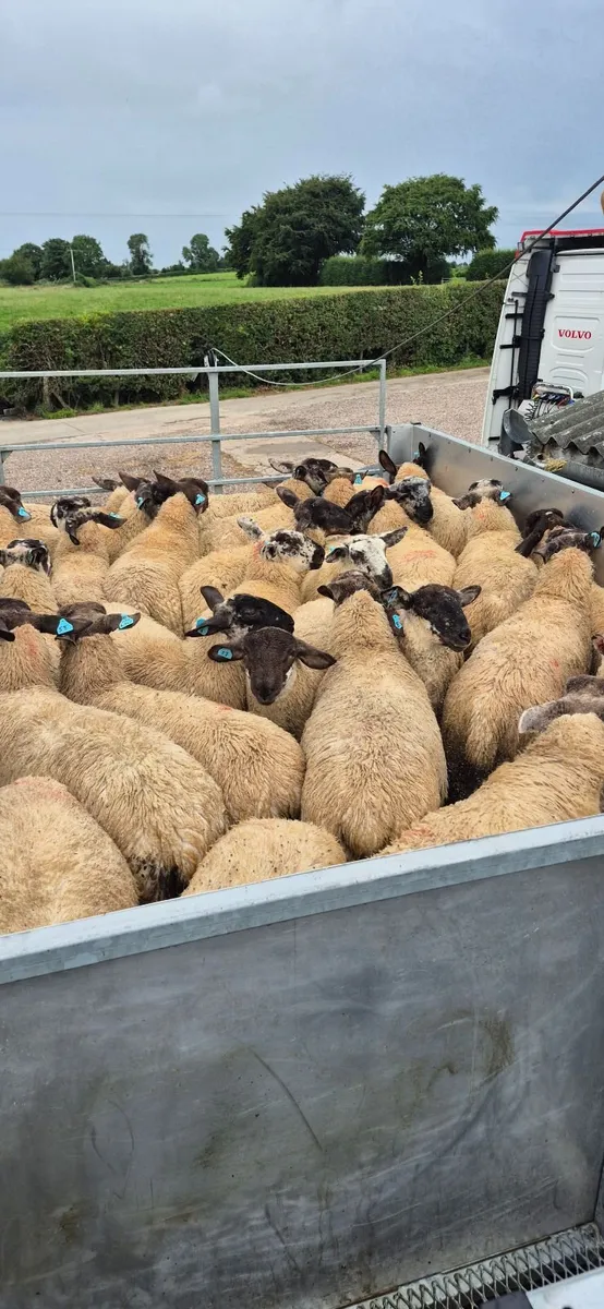 Mobile plunge sheep dipping - Image 4