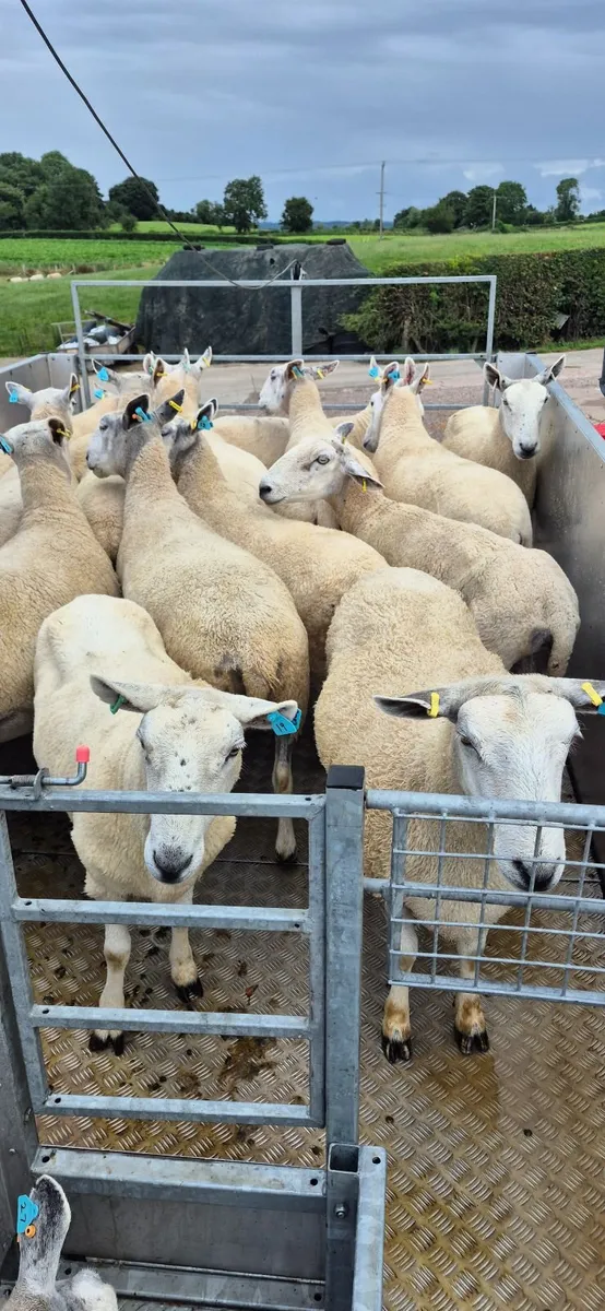 Mobile plunge sheep dipping - Image 2