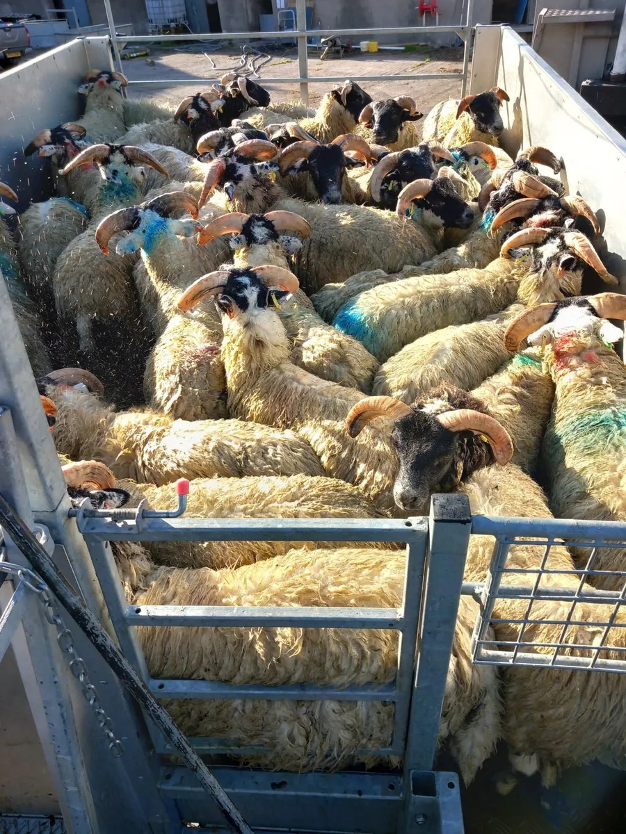 Mobile plunge sheep dipping - Image 3