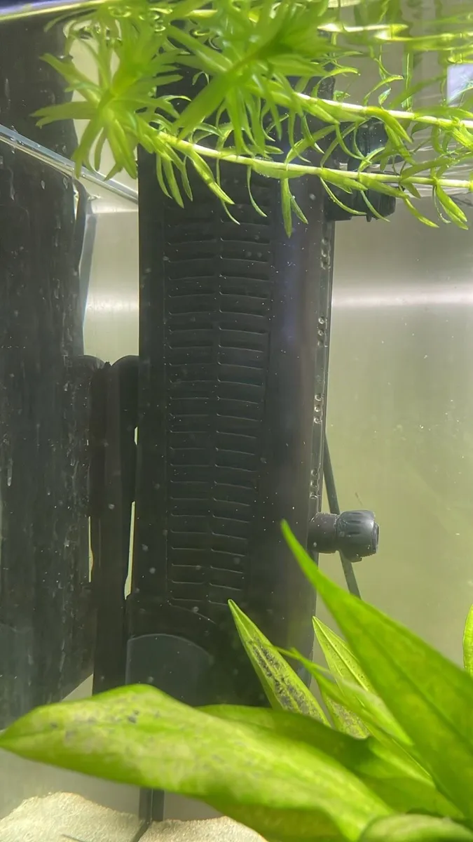 Fish - Image 2