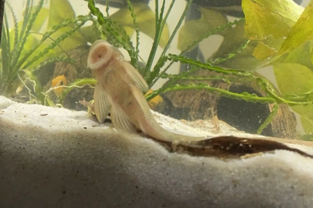 Fish - Image 3
