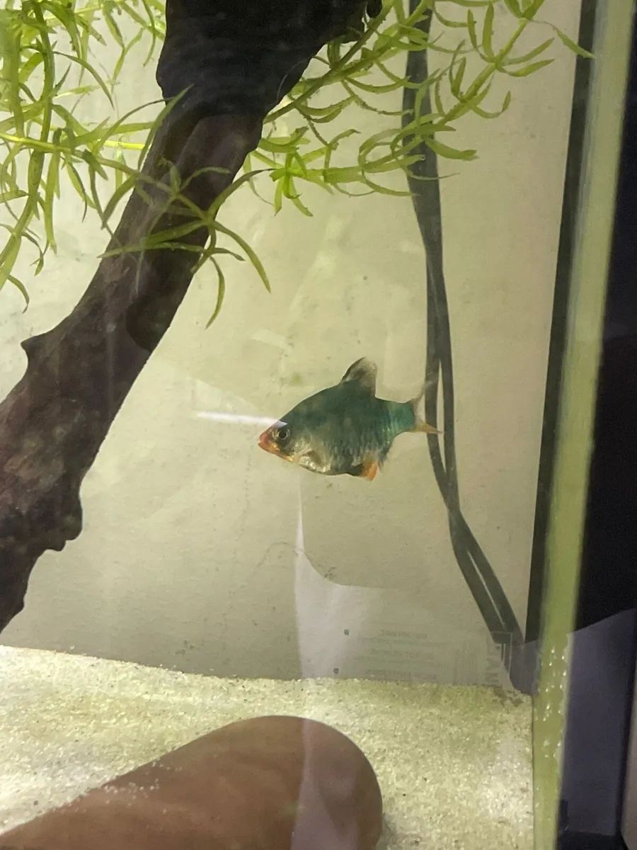 Fish - Image 4