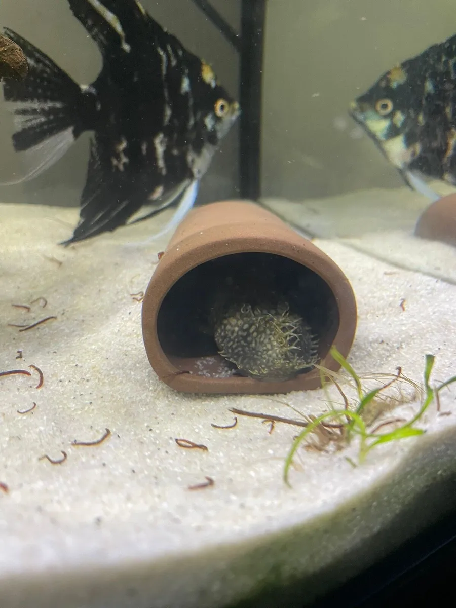 Fish - Image 1
