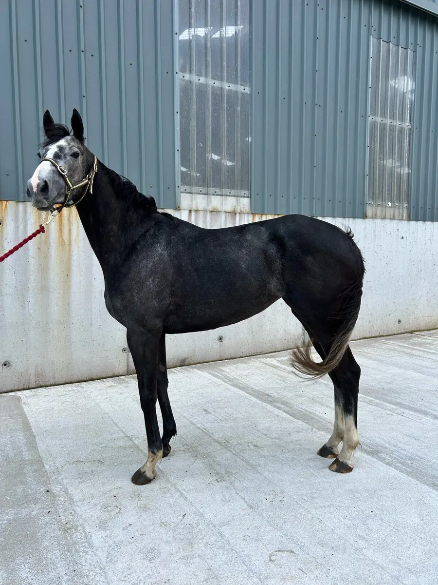 4yo + 2yo RID - Image 2