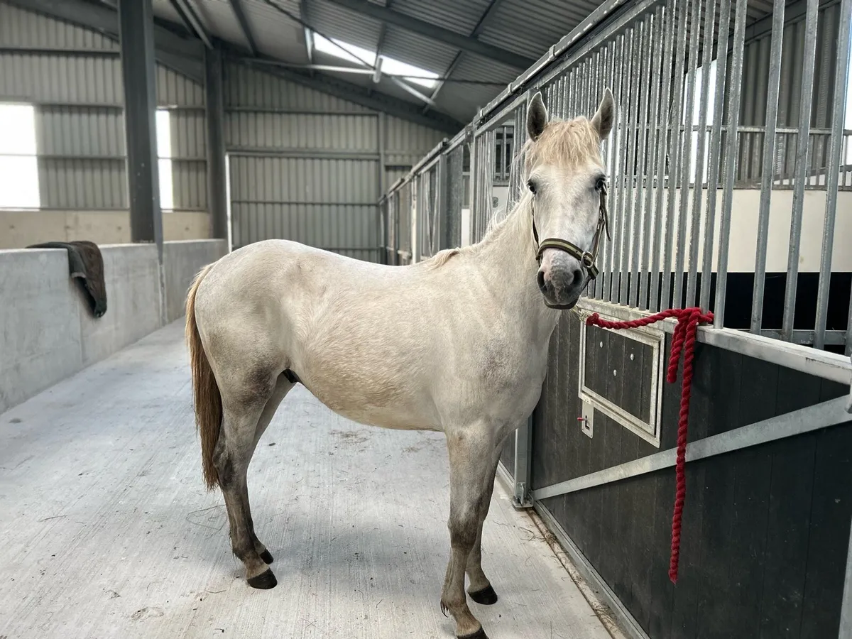 2yo ID - Image 2