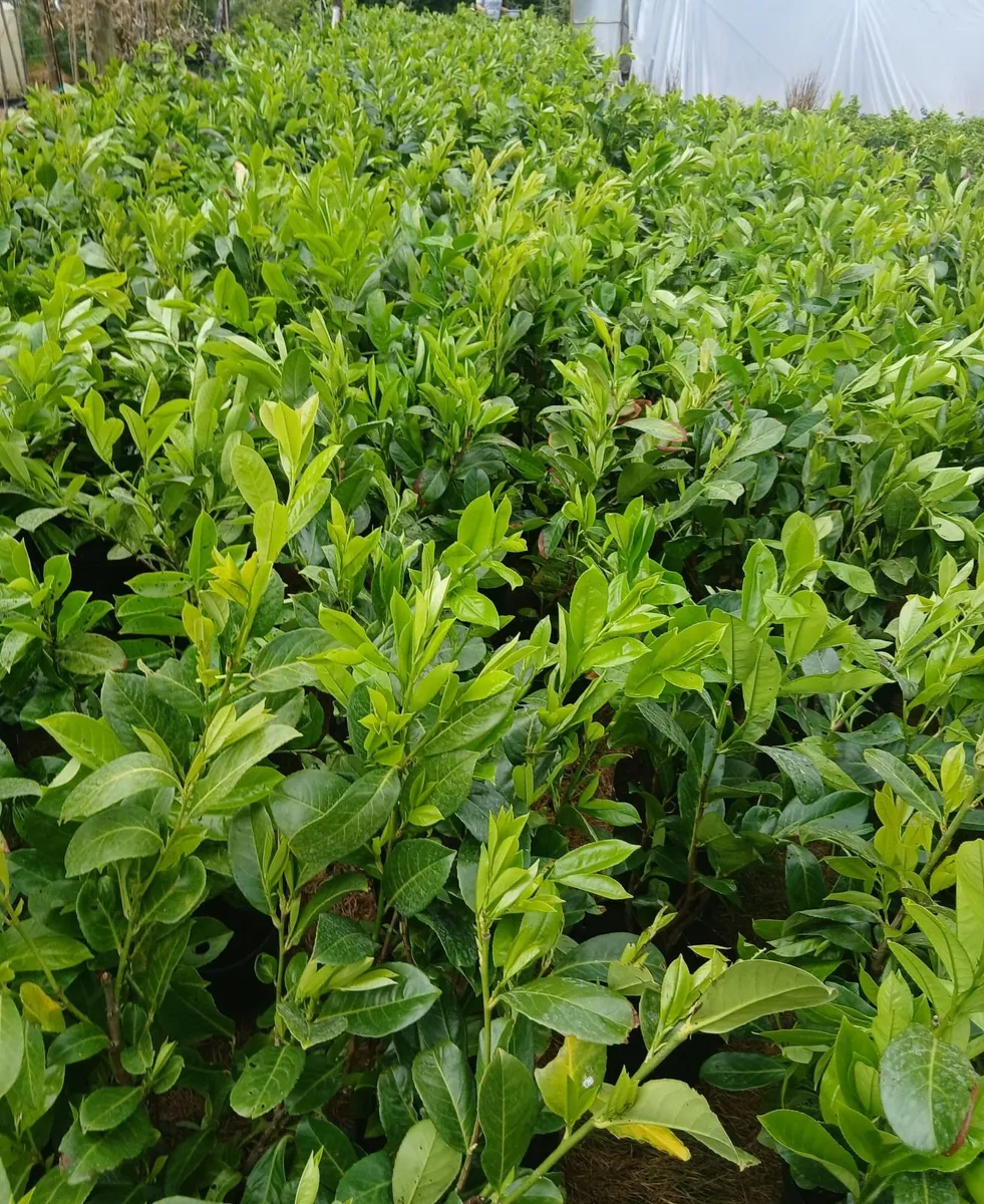 INSTANT hedge 1M tall. Very strong hedging €7.50 - Image 2