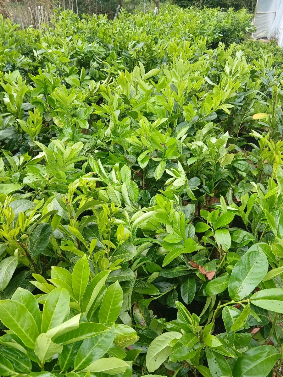 INSTANT hedge 1M tall. Very strong hedging €7.50 - Image 3