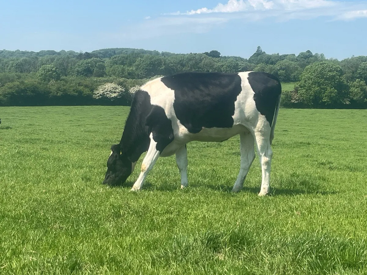 Pedigree Autumn Calving Heifers - Image 3