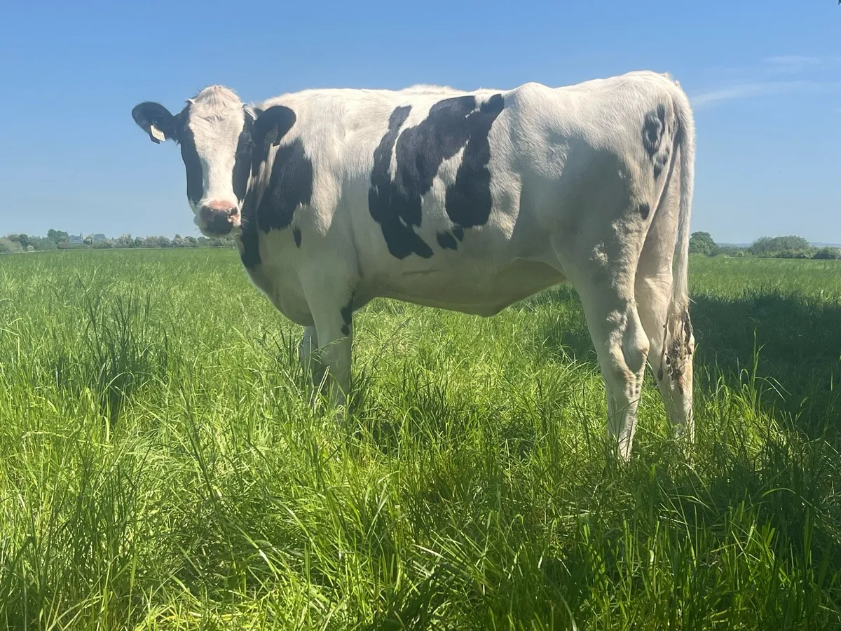 Pedigree Autumn Calving Heifers - Image 4