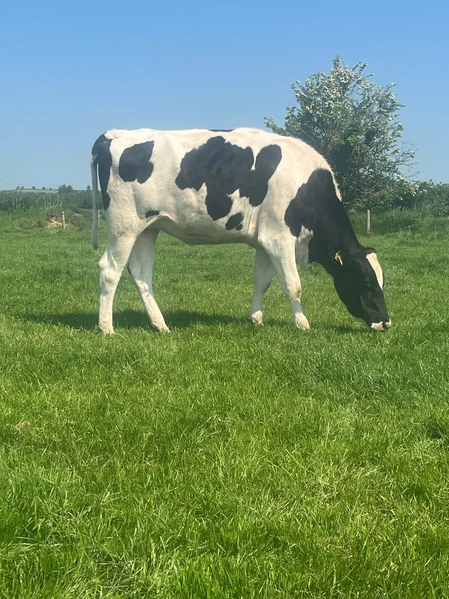 Pedigree Autumn Calving Heifers - Image 1