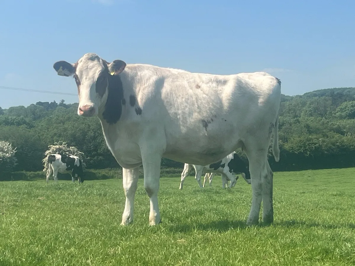 Pedigree Autumn Calving Heifers - Image 2