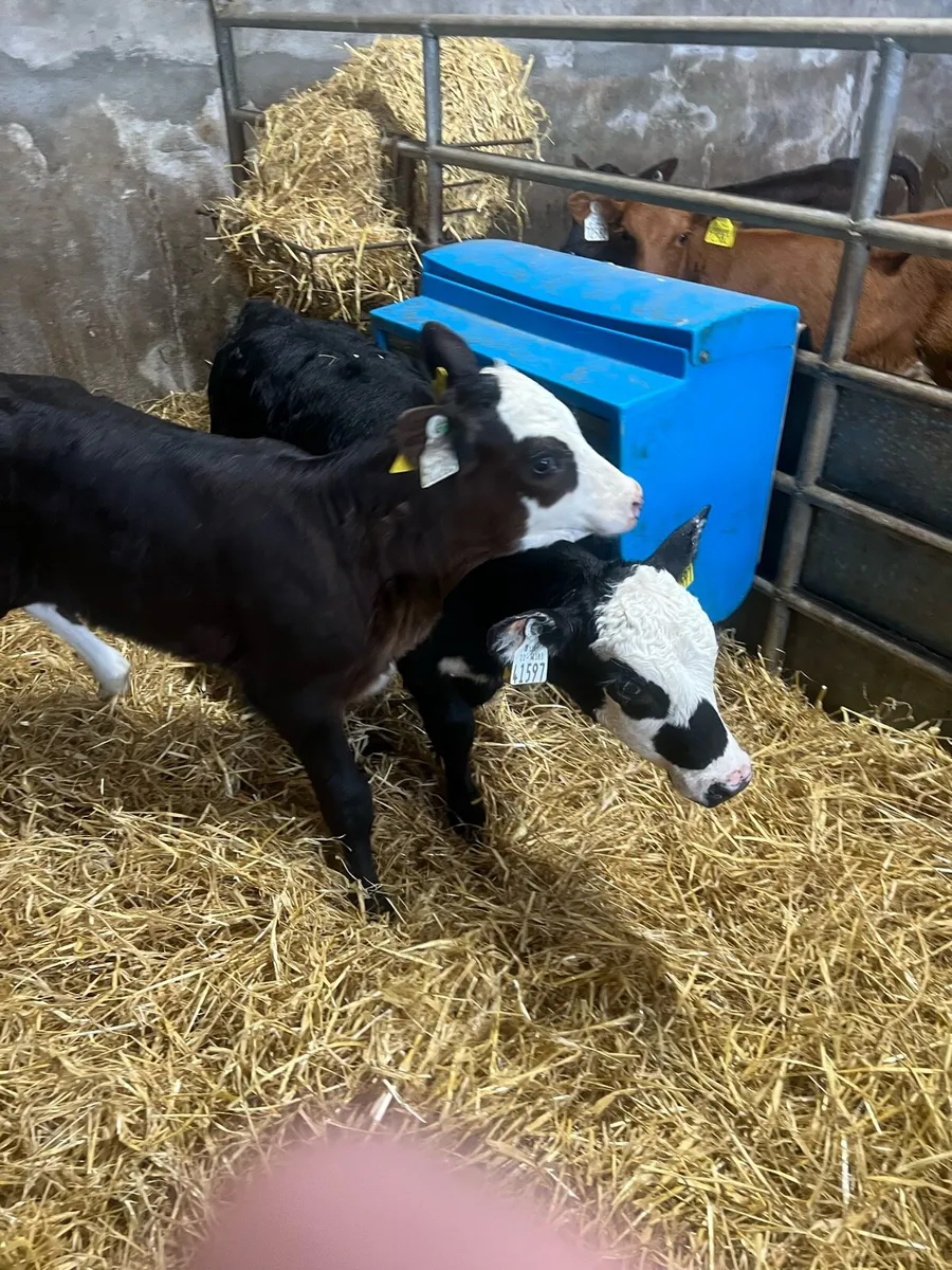 Bl WH heifer calfs for sale - Image 1