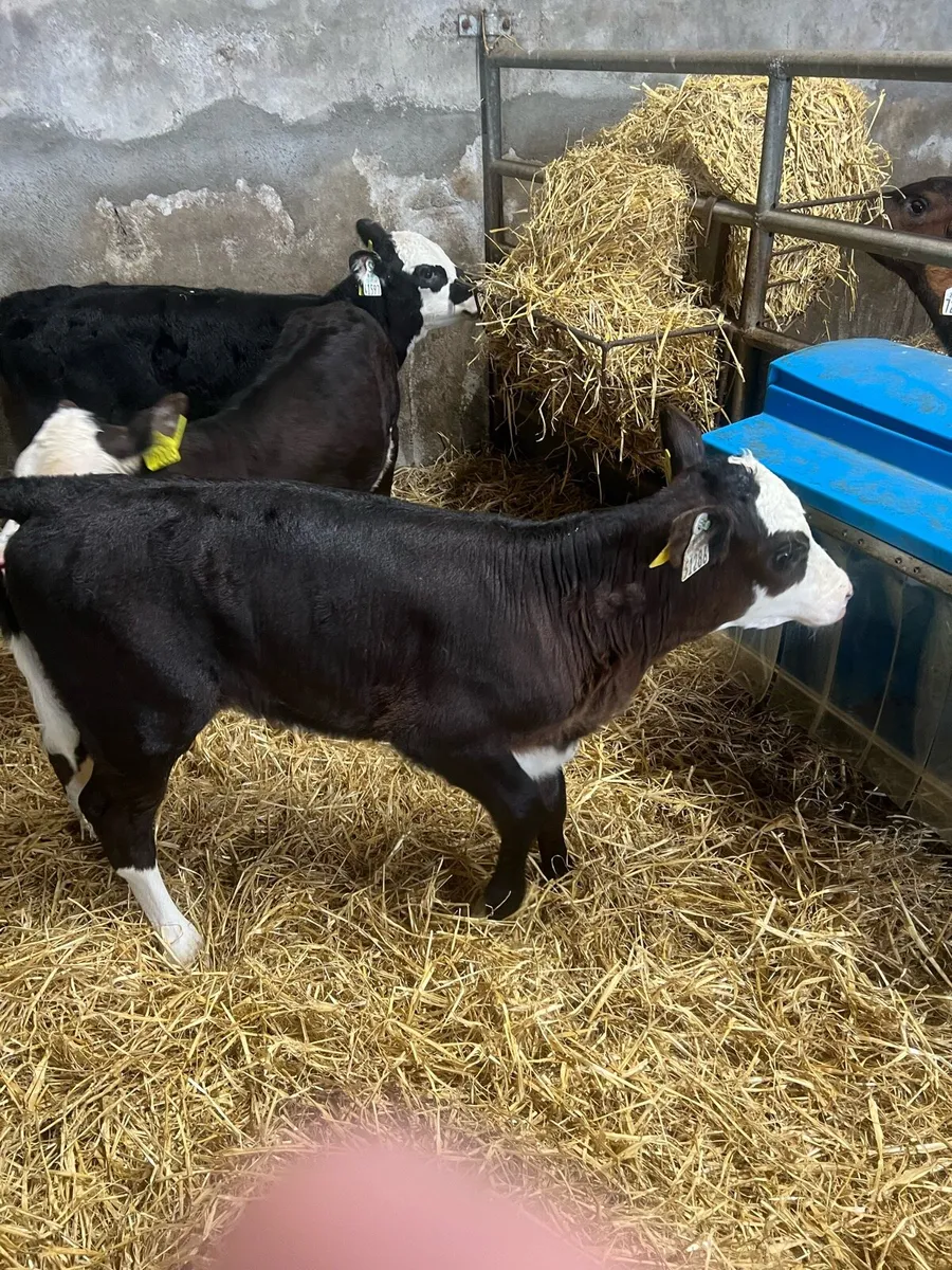 Bl WH heifer calfs for sale - Image 2