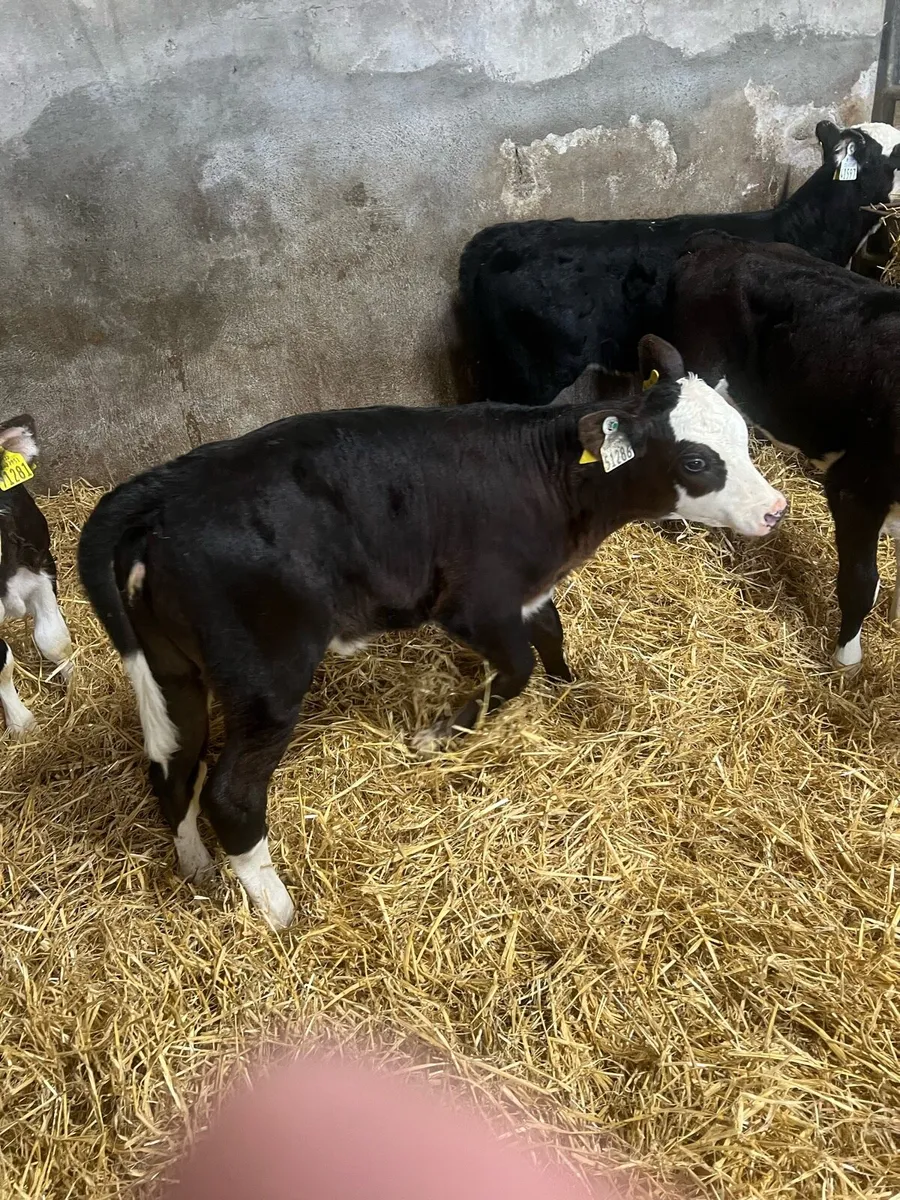 Bl WH heifer calfs for sale - Image 3