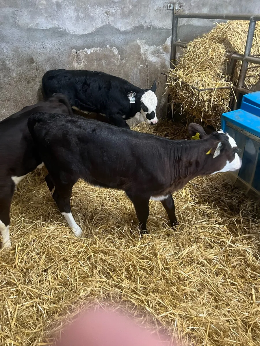 Bl WH heifer calfs for sale - Image 4